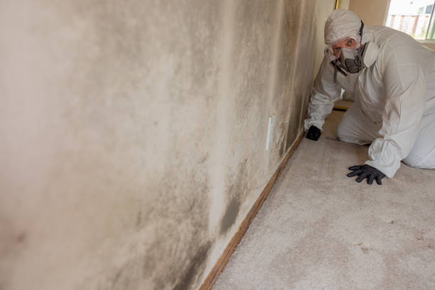 Best Mold Documentation for Insurance Claims  in Hillsboro, OH